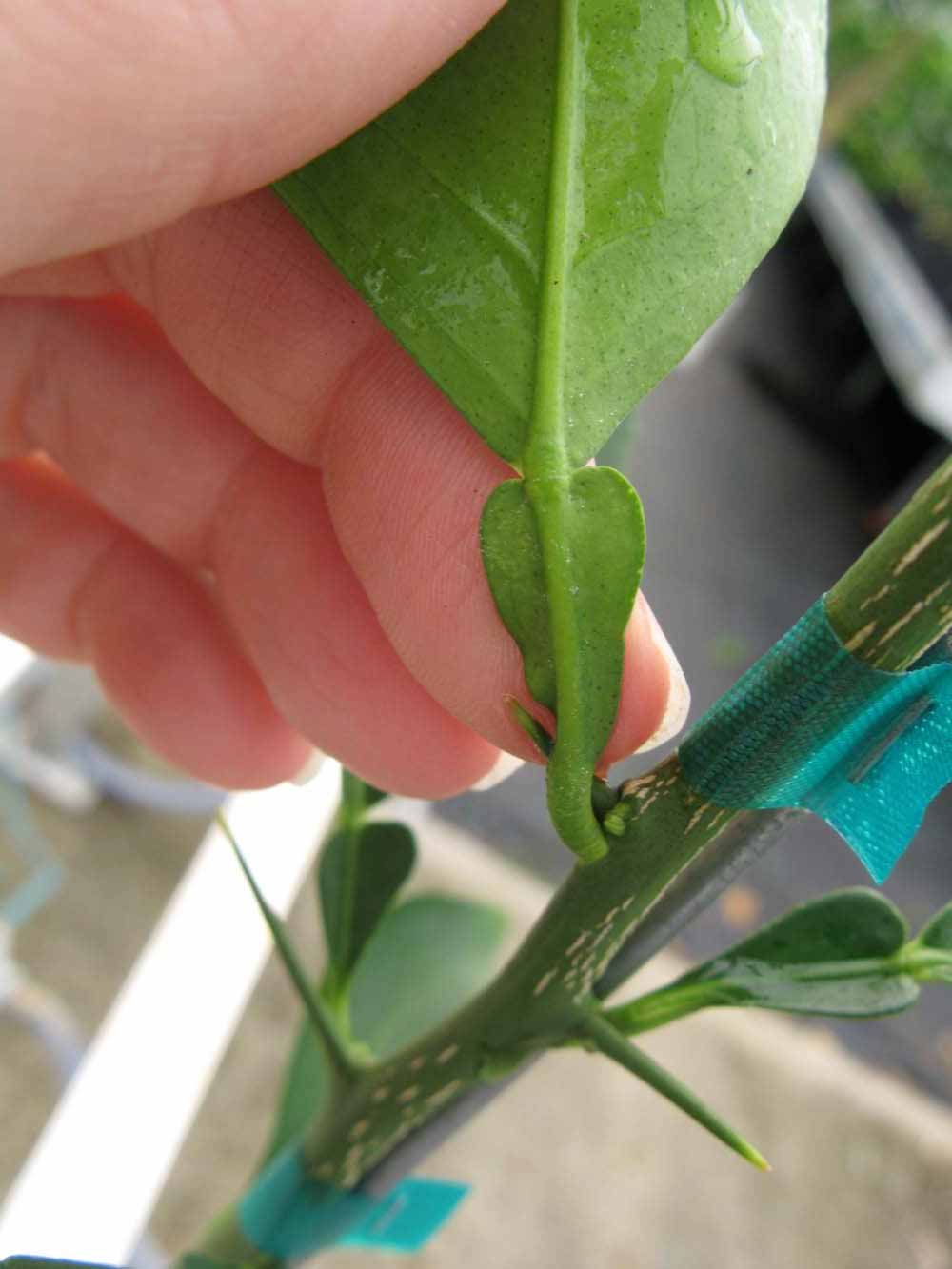              Petiole (Phillip Rucks Citrus Nursery, Frostproof, FL)       